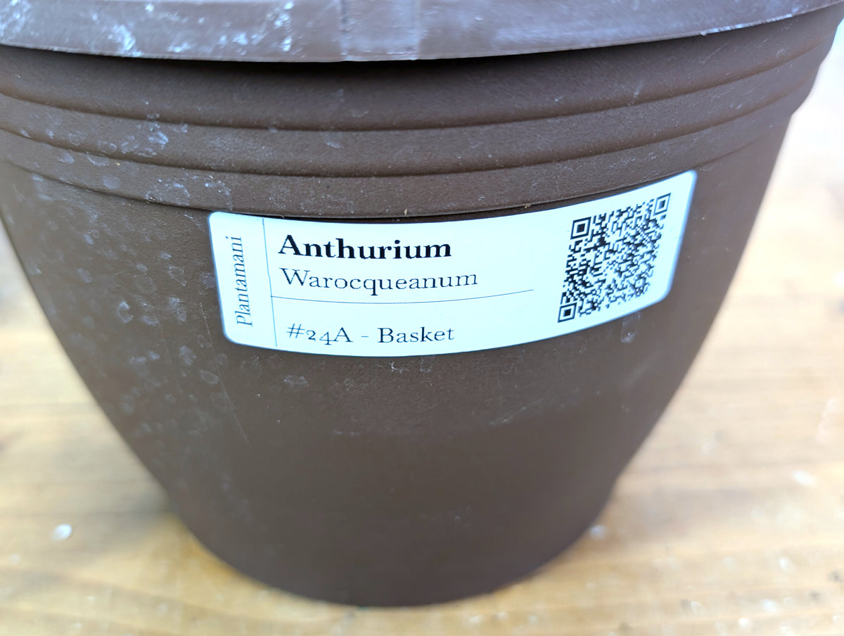 Anthurium Warocqueanum 'Queen' - Exact XL Mature Plant 8" Basket (#24A)