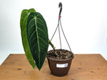Anthurium Warocqueanum 'Queen' - Exact XL Mature Plant 8" Basket (#24A)