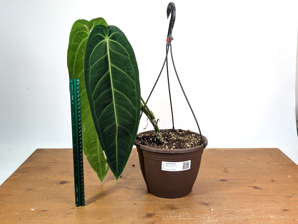 Anthurium Warocqueanum 'Queen' - Exact XL Mature Plant 8" Basket (#24A)