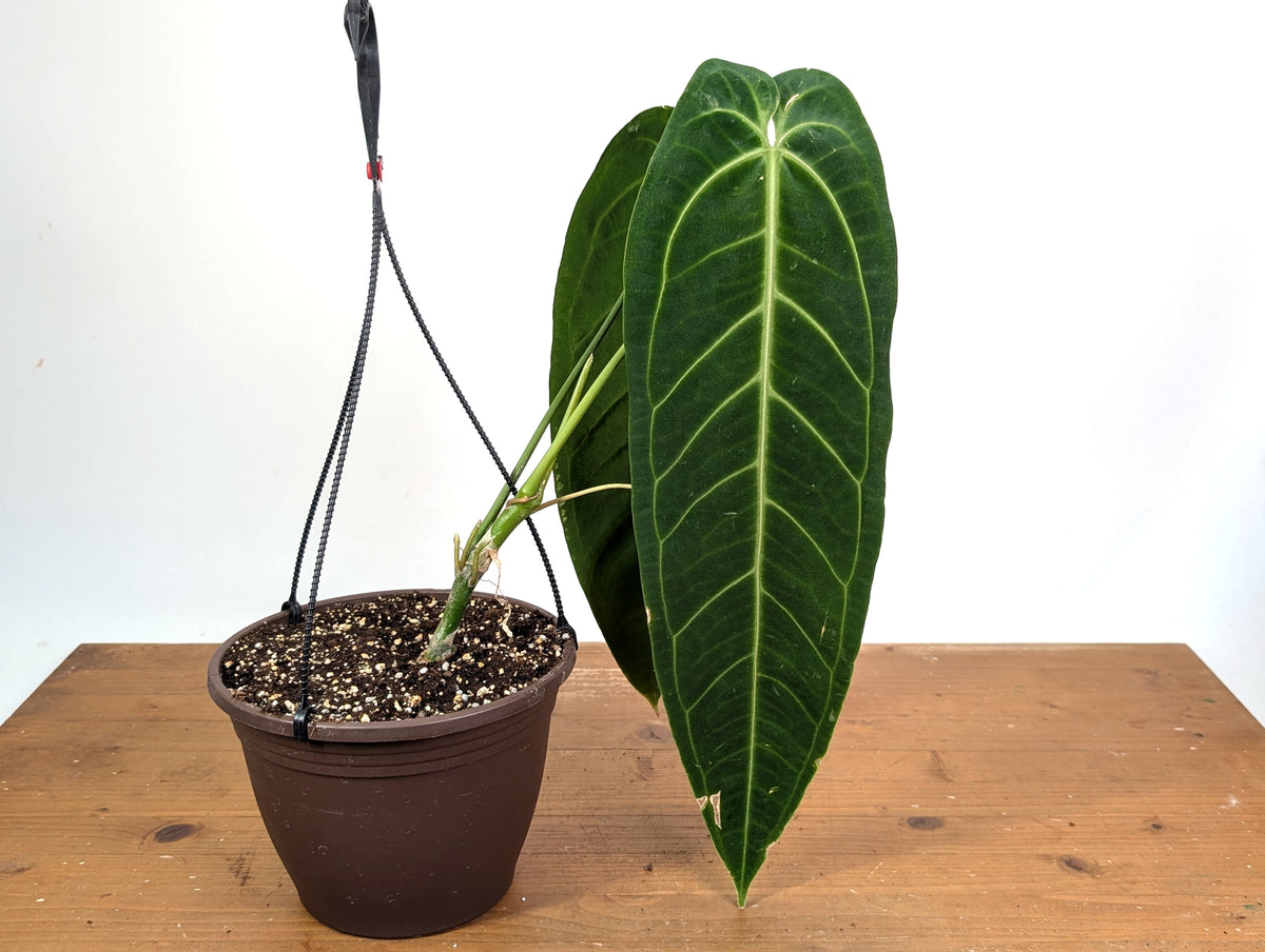 Anthurium Warocqueanum 'Queen' - Exact XL Mature Plant 8" Basket (#24A)
