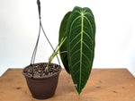 Anthurium Warocqueanum 'Queen' - Exact XL Mature Plant 8" Basket (#24A)