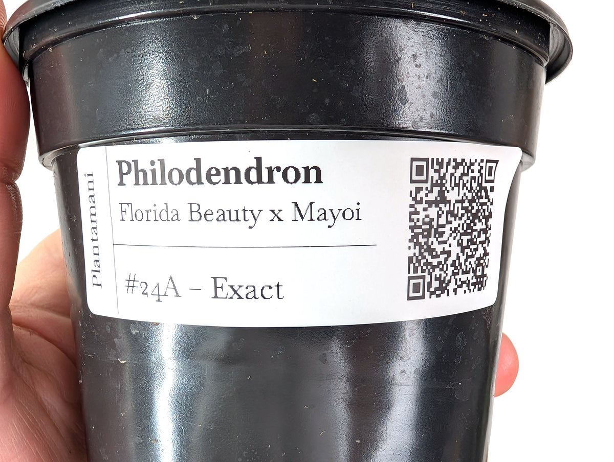 Philodendron Florida Beauty x Mayoi Variegated - Exact Plant #24A in 4" Pot