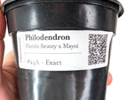 Philodendron Florida Beauty x Mayoi Variegated - Exact Plant #24A in 4" Pot