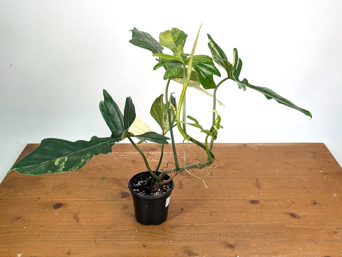 Philodendron Florida Beauty x Mayoi Variegated - Exact Plant #24A in 4" Pot