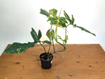 Philodendron Florida Beauty x Mayoi Variegated - Exact Plant #24A in 4" Pot
