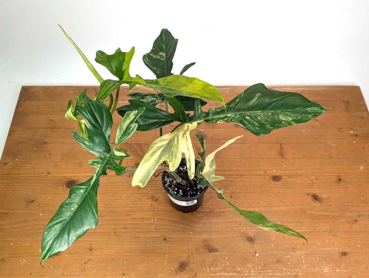 Philodendron Florida Beauty x Mayoi Variegated - Exact Plant #24A in 4" Pot