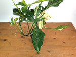 Philodendron Florida Beauty x Mayoi Variegated - Exact Plant #24A in 4" Pot