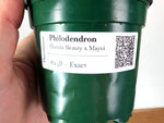 Philodendron Florida Beauty x Mayoi Variegated - Exact Plant #24B in 4" Pot
