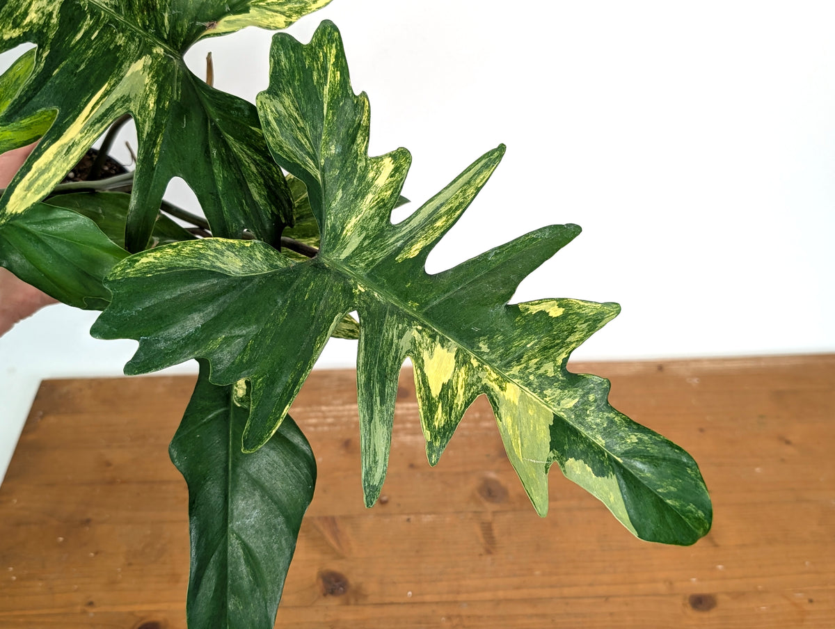 Philodendron Florida Beauty x Mayoi Variegated - Exact Plant #24B in 4" Pot