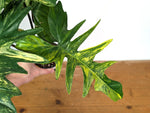 Philodendron Florida Beauty x Mayoi Variegated - Exact Plant #24B in 4" Pot