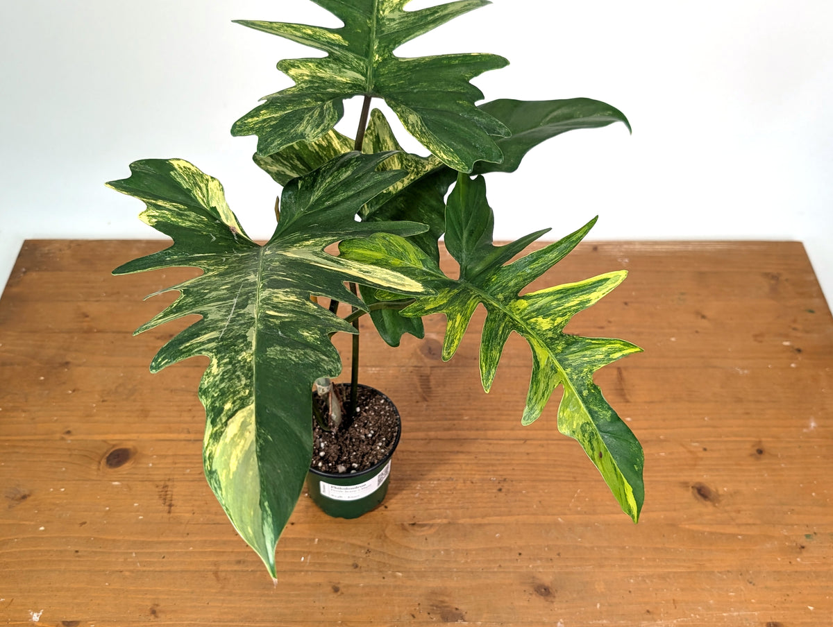 Philodendron Florida Beauty x Mayoi Variegated - Exact Plant #24B in 4" Pot
