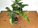 Philodendron Florida Beauty x Mayoi Variegated - Exact Plant #24B in 4" Pot