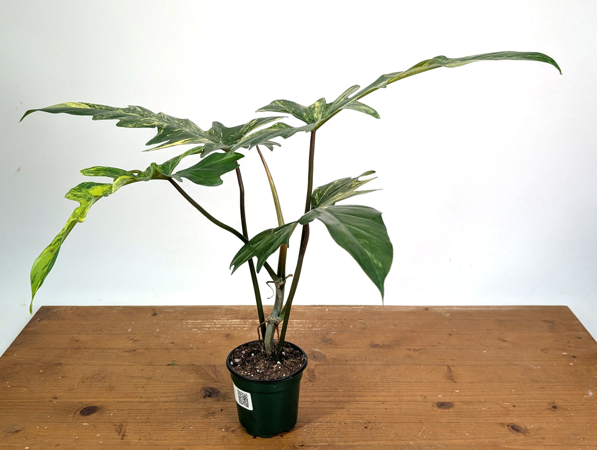 Philodendron Florida Beauty x Mayoi Variegated - Exact Plant #24B in 4" Pot