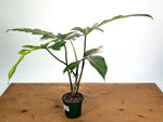 Philodendron Florida Beauty x Mayoi Variegated - Exact Plant #24B in 4" Pot