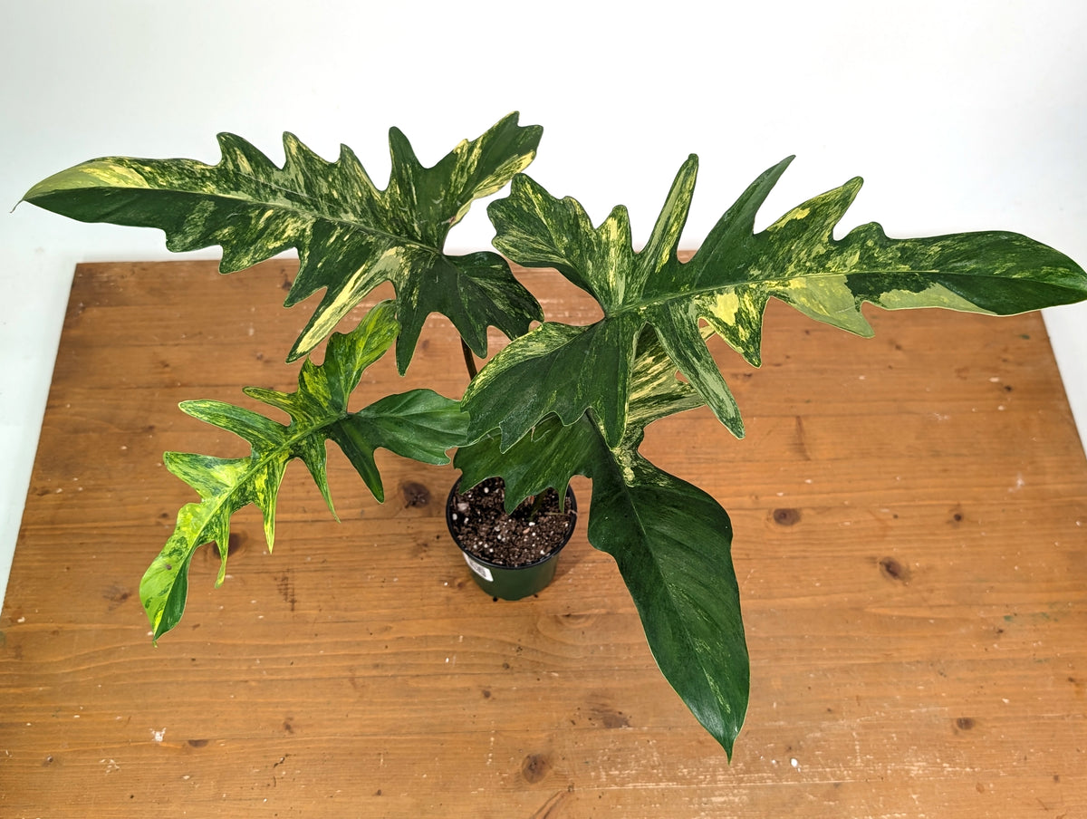 Philodendron Florida Beauty x Mayoi Variegated - Exact Plant #24B in 4" Pot