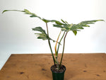 Philodendron Florida Beauty x Mayoi Variegated - Exact Plant #24B in 4" Pot