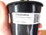 Philodendron Florida Beauty x Mayoi Variegated - Exact Plant #24C in 4" Pot