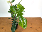 Philodendron Florida Beauty x Mayoi Variegated - Exact Plant #24C in 4" Pot