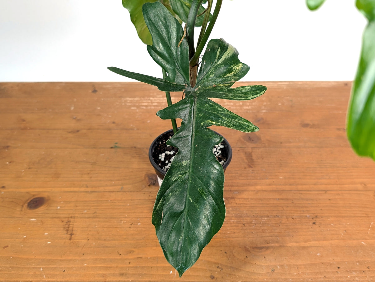 Philodendron Florida Beauty x Mayoi Variegated - Exact Plant #24C in 4" Pot