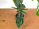 Philodendron Florida Beauty x Mayoi Variegated - Exact Plant #24C in 4" Pot