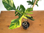 Philodendron Florida Beauty x Mayoi Variegated - Exact Plant #24C in 4" Pot