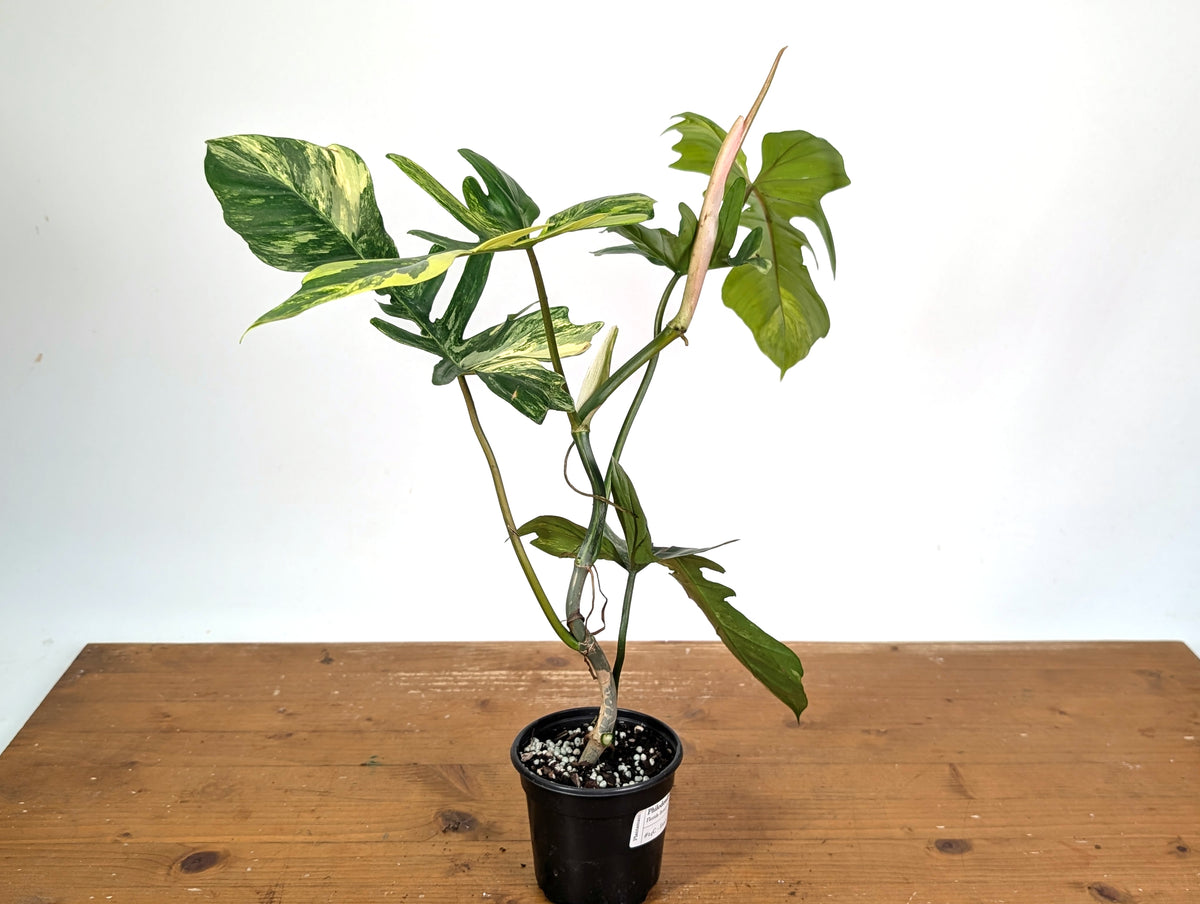 Philodendron Florida Beauty x Mayoi Variegated - Exact Plant #24C in 4" Pot