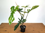 Philodendron Florida Beauty x Mayoi Variegated - Exact Plant #24C in 4" Pot
