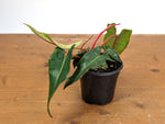 Philodendron Billietiae