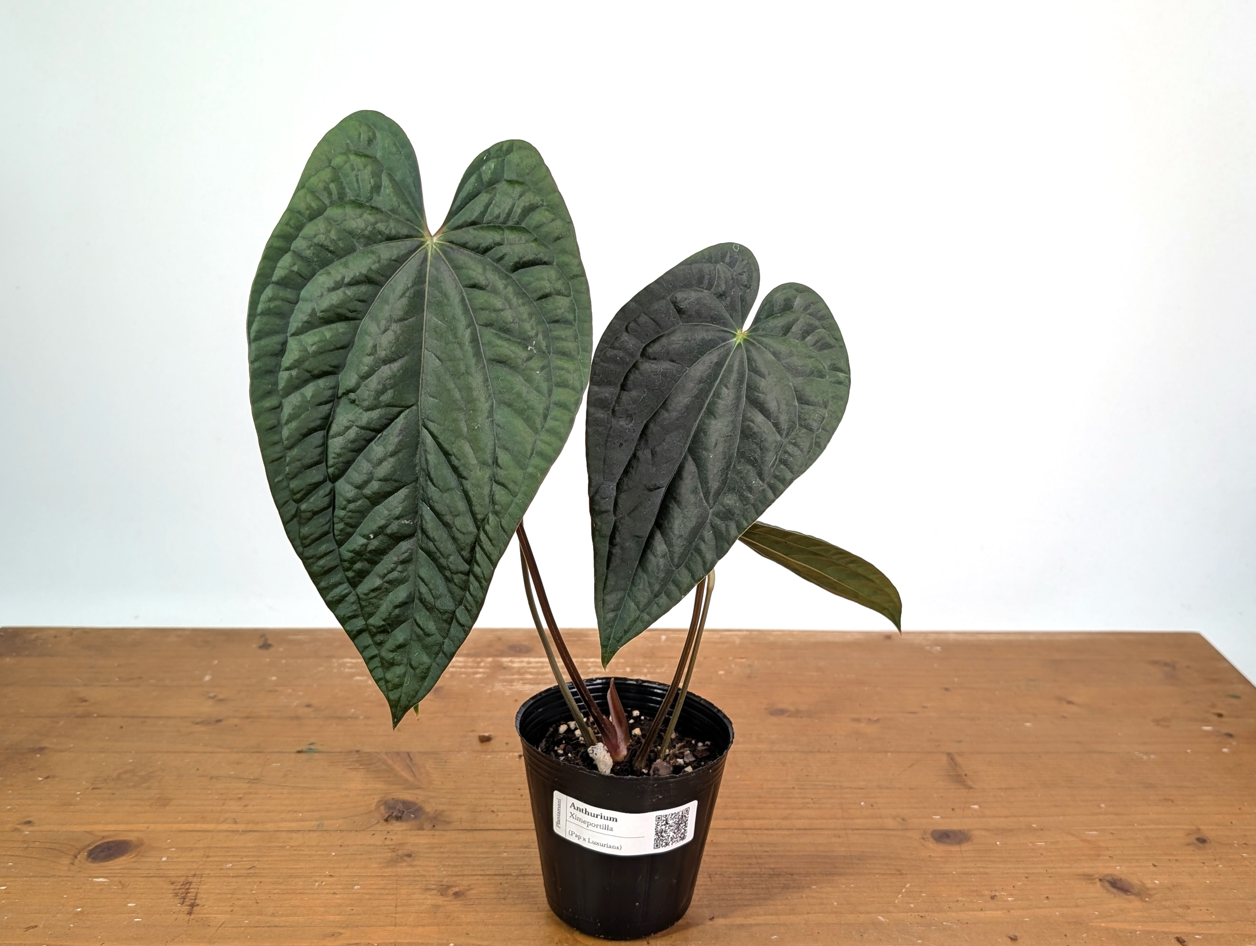 Anthurium Ximeportilla (A. papillilaminum x luxurians