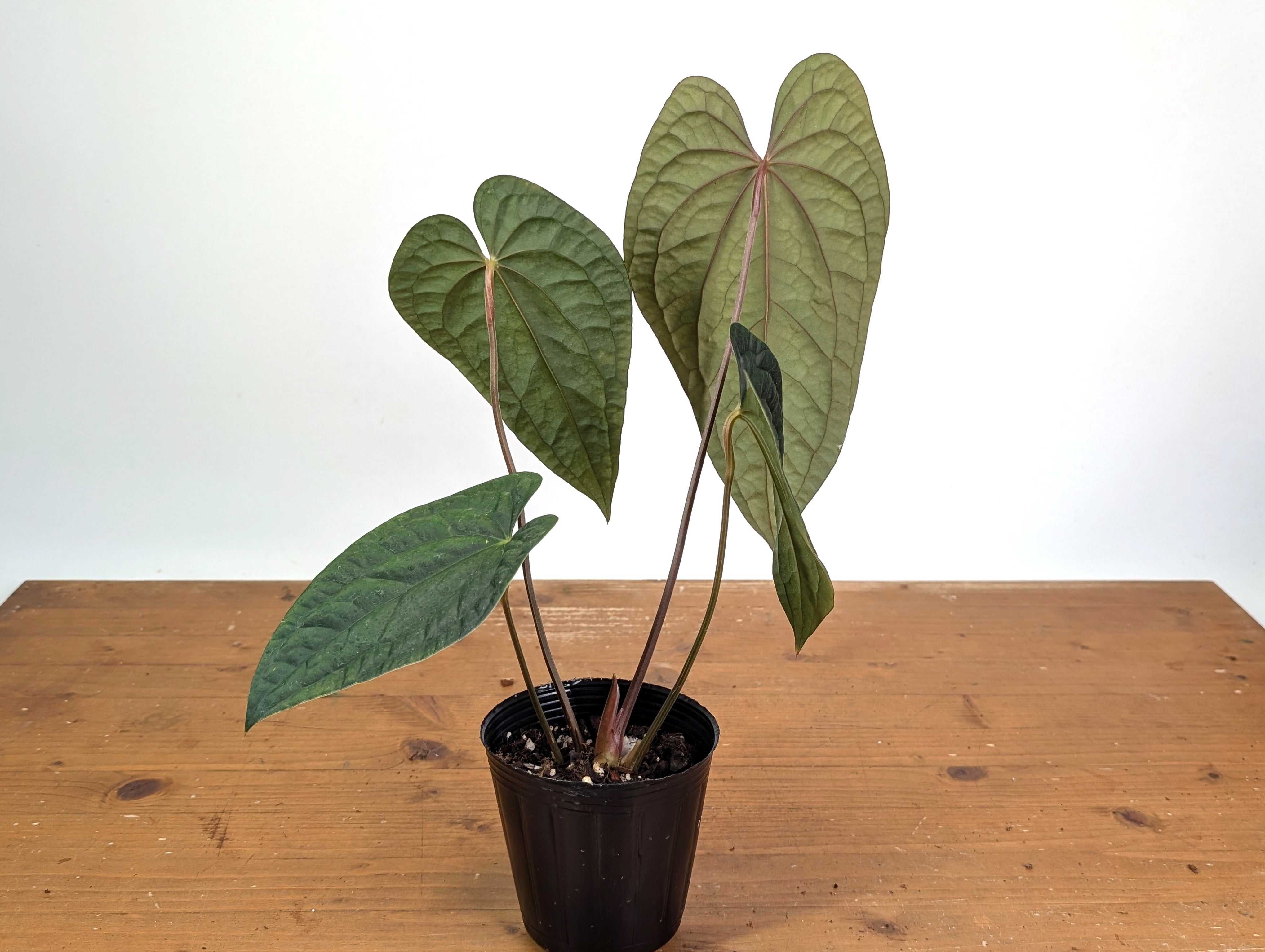 Anthurium Ximeportilla (A. papillilaminum x luxurians