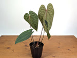 Anthurium Ximeportilla (Papillilaminum x Luxurians)