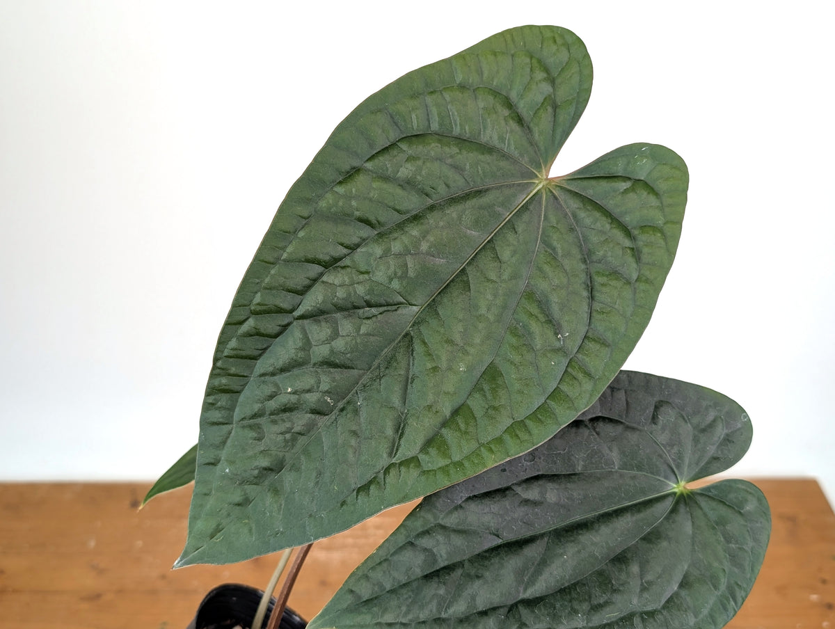 Anthurium Ximeportilla (Papillilaminum x Luxurians)