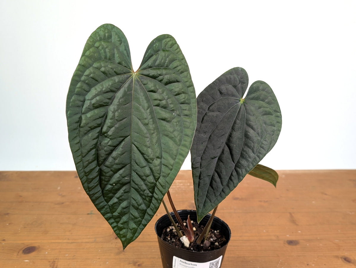 Anthurium Ximeportilla (Papillilaminum x Luxurians)