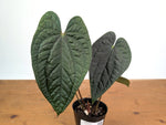 Anthurium Ximeportilla (Papillilaminum x Luxurians)