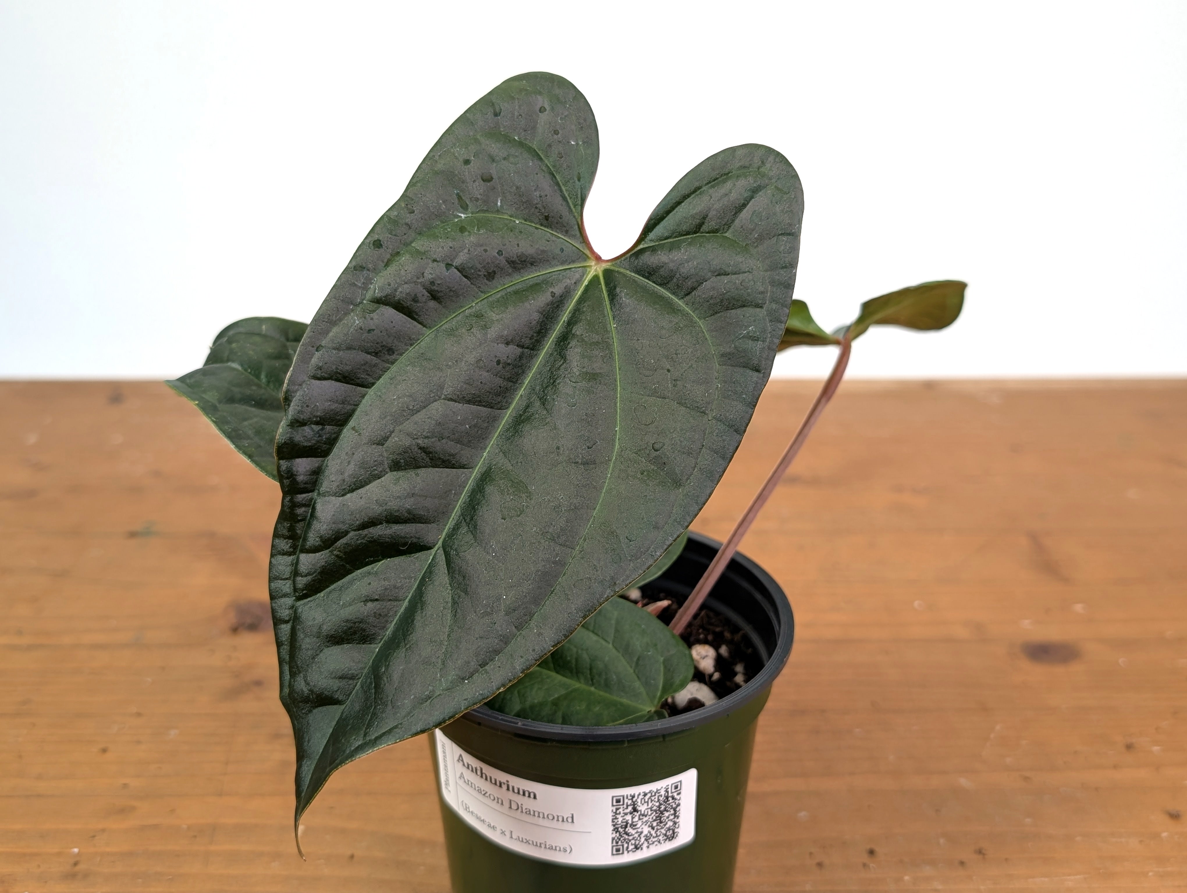 Anthurium Amazon Diamond – Plantamani Plants