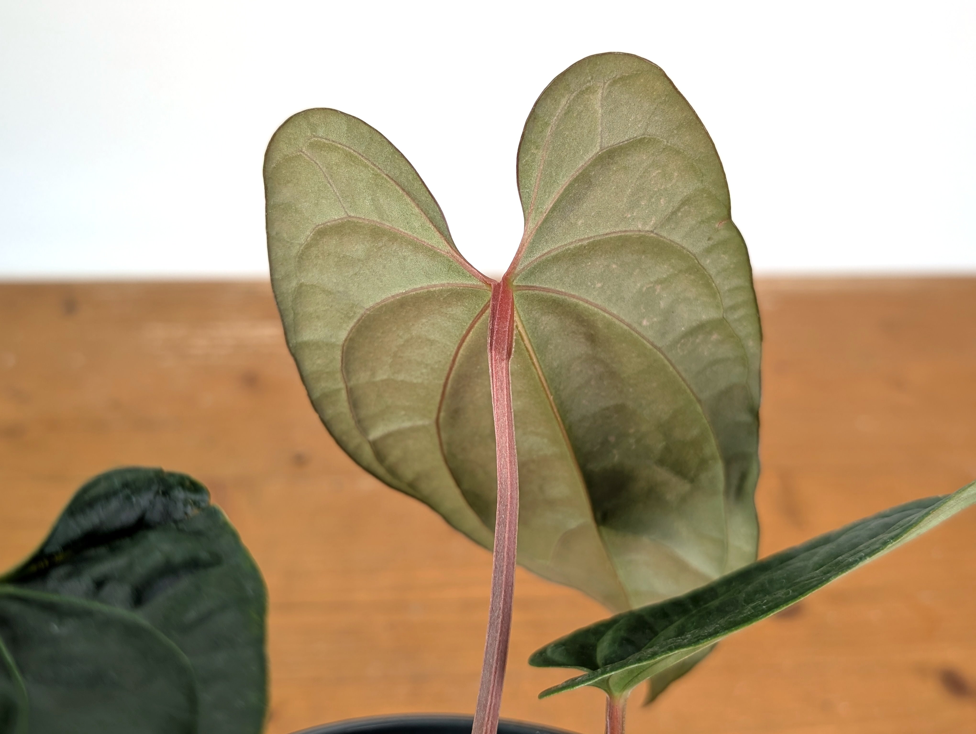 Anthurium Amazon Diamond – Plantamani Plants