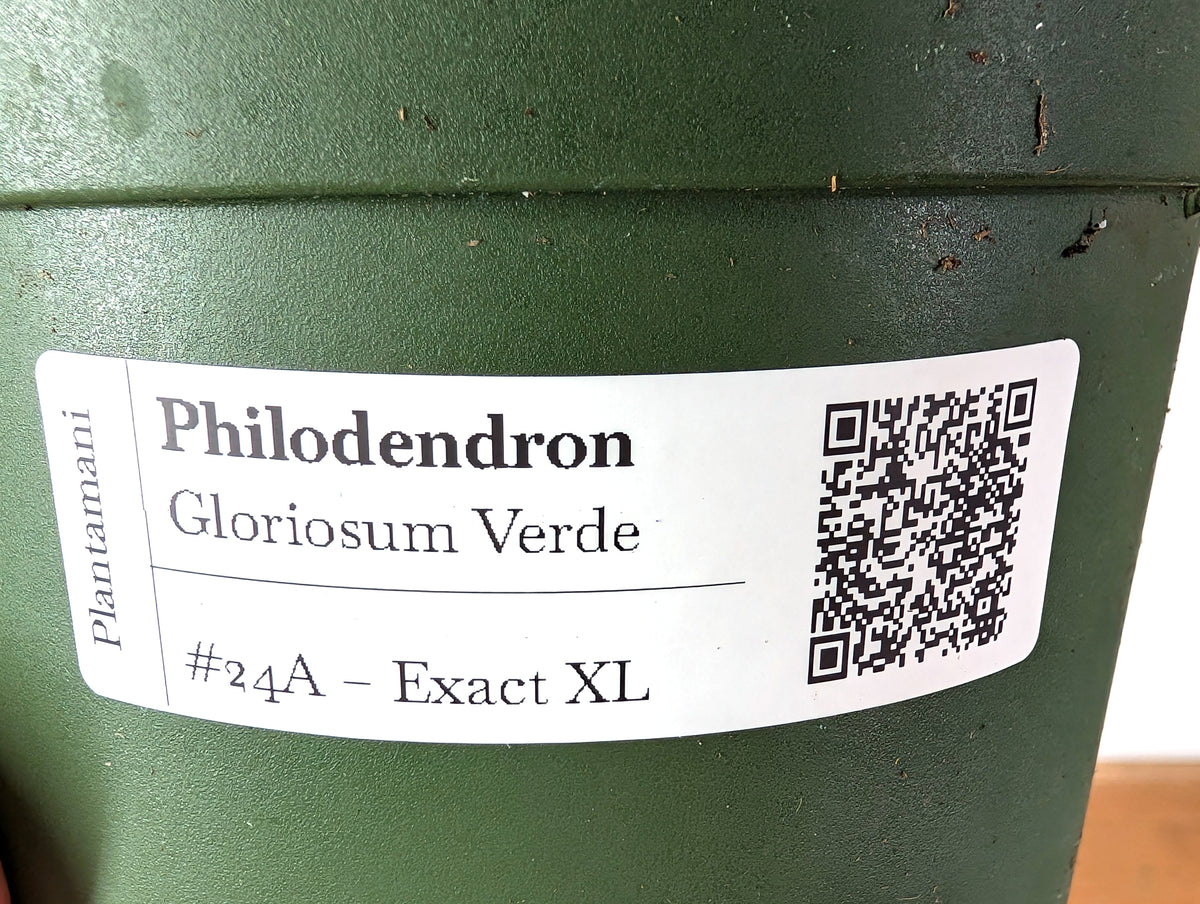 Philodendron Gloriosum Verde - Exact XL Plant in 6" Pot (#24A)