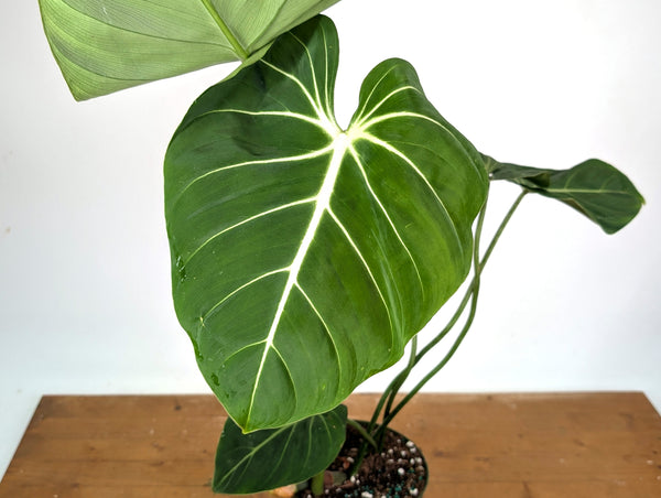 Philodendron Gloriosum Verde - Exact XL Plant in 6" Pot (#24A)