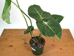 Philodendron Gloriosum Verde - Exact XL Plant in 6" Pot (#24A)
