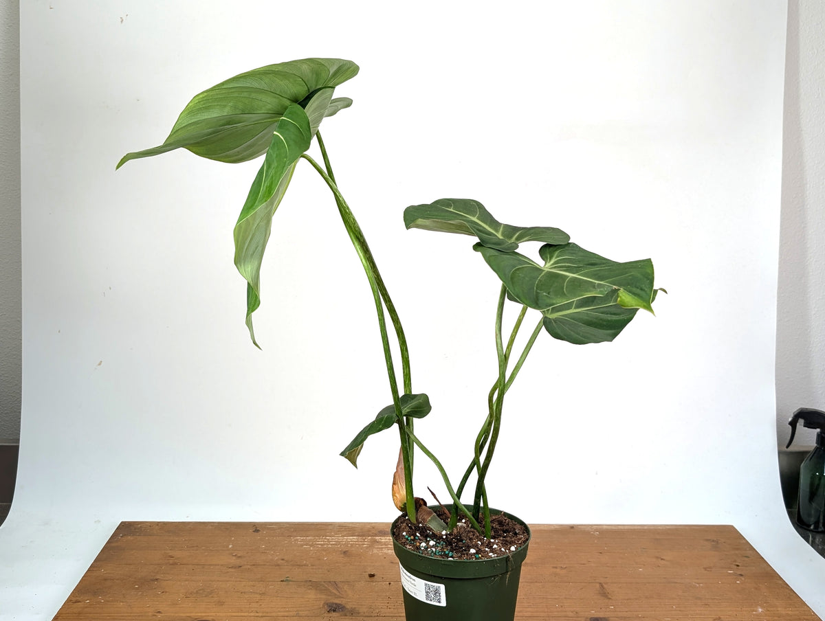 Philodendron Gloriosum Verde - Exact XL Plant in 6" Pot (#24A)