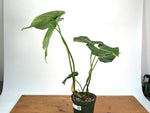 Philodendron Gloriosum Verde - Exact XL Plant in 6" Pot (#24A)
