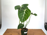 Philodendron Gloriosum Verde - Exact XL Plant in 6" Pot (#24A)