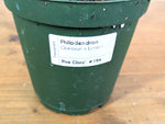 Philodendron Pink Glory (Lynamii x Gloriosum) - Exact Plant Over 2 Feet Tall in 6" Pot (#19A)