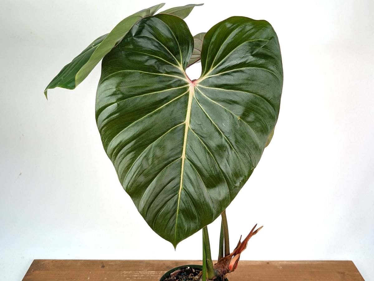 Philodendron Pink Glory (Lynamii x Gloriosum) - Exact Plant Over 2 Feet Tall in 6" Pot (#19A)