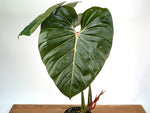 Philodendron Pink Glory (Lynamii x Gloriosum) - Exact Plant Over 2 Feet Tall in 6" Pot (#19A)