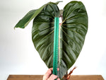 Philodendron Pink Glory (Lynamii x Gloriosum) - Exact Plant Over 2 Feet Tall in 6" Pot (#19A)
