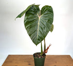 Philodendron Pink Glory (Lynamii x Gloriosum) - Exact Plant Over 2 Feet Tall in 6" Pot (#19A)