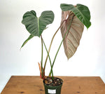 Philodendron Pink Glory (Lynamii x Gloriosum) - Exact Plant Over 2 Feet Tall in 6" Pot (#19A)