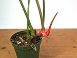 Philodendron Pink Glory (Lynamii x Gloriosum) - Exact Plant Over 2 Feet Tall in 6" Pot (#19A)