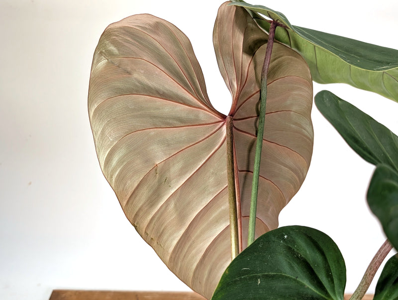 Philodendron Pink Glory (Lynamii x Gloriosum) - Exact Plant Over 2 Feet Tall in 6" Pot (#19A)